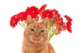 A ginger cat face in front of red African daisies Royalty Free Stock Photo