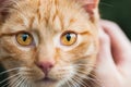 Ginger cat face portrait with eye detail Royalty Free Stock Photo