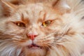 Ginger cat face with yellow angry eyes. Royalty Free Stock Photo