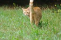 Ginger cat in field, looking back