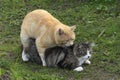 Ginger cat fight with a gray cat on the street in the garden. Royalty Free Stock Photo