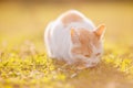 Ginger cat fisherman eating fish in nature outdoors, summer sunlight Royalty Free Stock Photo