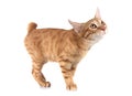 ginger cat in studio Royalty Free Stock Photo