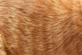 Ginger cat fur texture background. Royalty Free Stock Photo