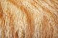 Ginger cat fur texture background. Royalty Free Stock Photo