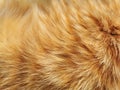 Ginger cat fur texture background. Royalty Free Stock Photo