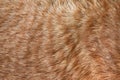 Ginger cat fur texture background. Pet hair texture. Royalty Free Stock Photo