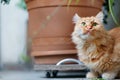 Ginger cat in the garden Royalty Free Stock Photo