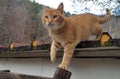 Ginger cat get down from roof