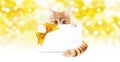 ginger cat and gift card with golden ribbon bow Isolated on christmas bright lights Royalty Free Stock Photo