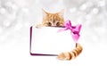 Ginger cat with gift card and purple ribbon bow Royalty Free Stock Photo