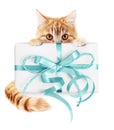 ginger cat and gift package with blue ribbon bow, isolated on white background Royalty Free Stock Photo