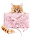 ginger cat and gift package with pink ribbon bow, isolated on white background Royalty Free Stock Photo