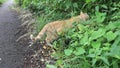 A Ginger Cat