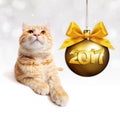 Ginger cat and golden christmas ball with gold satin ribbon bow Royalty Free Stock Photo