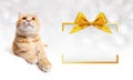 Ginger cat and golden gift box frame with ribbon bow Royalty Free Stock Photo