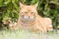 Ginger cat Royalty Free Stock Photo