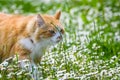 Ginger cat on grass