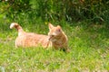 Ginger cat, in a field, looking mischievious