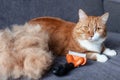 a ginger cat on a gray couch next to a pile of his fur after combing out with a furminator. Seasonal molt