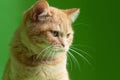 Ginger cat on green background,closeup portrait.Kitten looking up