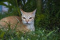 Ginger cat in green grass. Cute cat in summer garden. Domestic pet hunt and relax outdoor. Orange cat portrait. Royalty Free Stock Photo