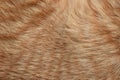 Ginger cat fur texture background. Pet hair texture background. Royalty Free Stock Photo