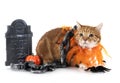 ginger cat and halloween Royalty Free Stock Photo