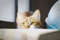 Ginger cat hid behind the book, cat face looks out of book, conspiracy Royalty Free Stock Photo