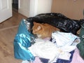 Ginger Cat Hides Amongst Gift-Wrapping