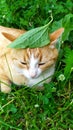 A ginger cat hides from the heat under a plantain leaf. The kitten lies in the grass under a bush Royalty Free Stock Photo