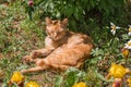 Ginger cat hides in the shade of bushes and flowers from the scorching hot sun