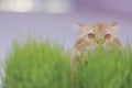Ginger cat hiding in grass Royalty Free Stock Photo