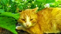 The ginger cat is hiding from the heat in the strawberry bushes. Walking pets on the street Royalty Free Stock Photo