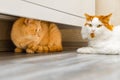 ginger cat hiding under a closet from another cat