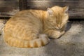 Ginger cat huddled on the ground