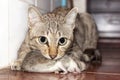 A ginger cat hunting a mouse. Domestic cat carrying small rodent rat in house. Close up ginger cat catching a mouse Royalty Free Stock Photo