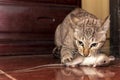 A ginger cat hunting a mouse. Domestic cat carrying small rodent rat in house. Close up ginger cat catching a mouse