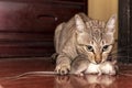 A ginger cat hunting a mouse. Domestic cat carrying small rodent rat in house. Close up ginger cat catching a mouse