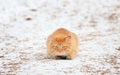 Ginger cat hunts Royalty Free Stock Photo