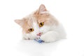 Ginger Cat isolated over white background. Royalty Free Stock Photo