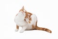 Ginger cat with an itch Royalty Free Stock Photo