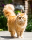 Ginger cat with its tail in the air