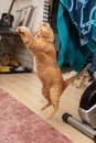 Ginger cat jumping for a toy closeup