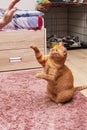 Ginger cat jumping for a toy closeup