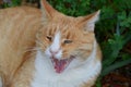 Ginger cat just woke up from nap and is yawning