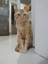 Ginger Cat on Kitchen Floor