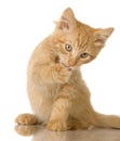 Ginger Cat kitten Royalty Free Stock Photo