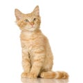 Ginger Cat kitten Royalty Free Stock Photo