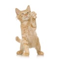 Ginger Cat kitten Royalty Free Stock Photo